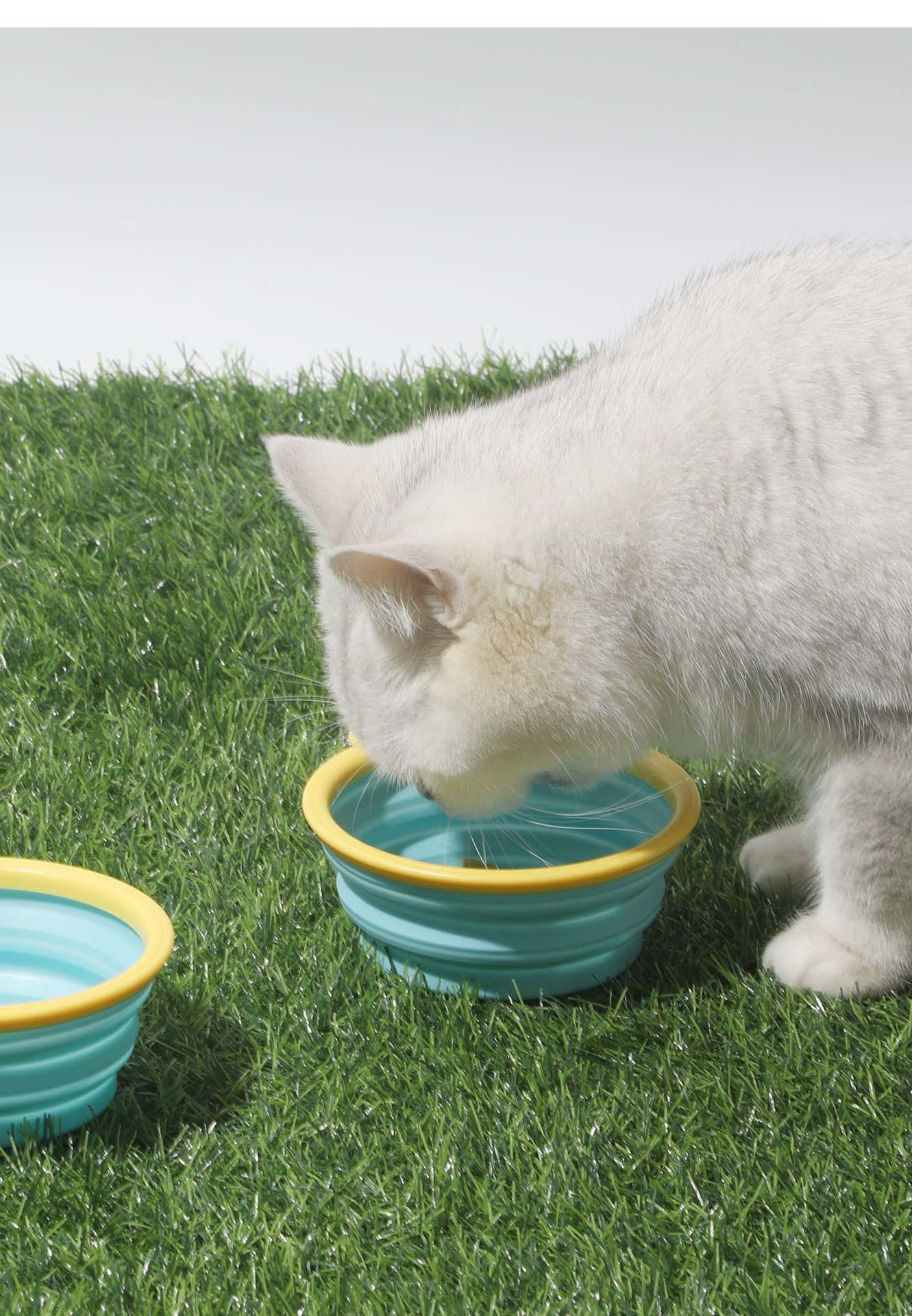 Fresh water for cats too